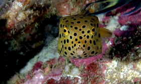 Birmanie - Mergui - 2018 - DSC03031 - Yellow boxfish - Poisson coffre jaune juv.- Ostracion cubicus